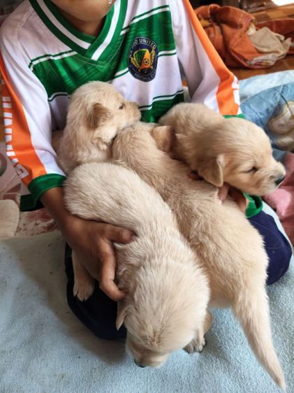 หาบ้านสุนัข รูปที่ 11