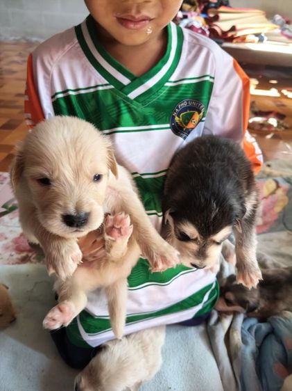 หาบ้านสุนัข รูปที่ 7