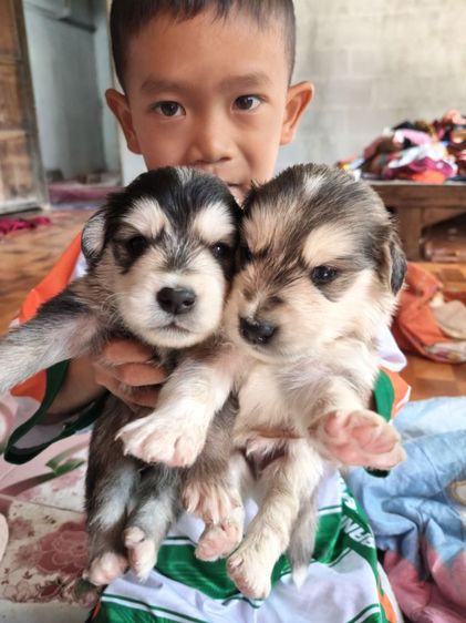 หาบ้านสุนัข