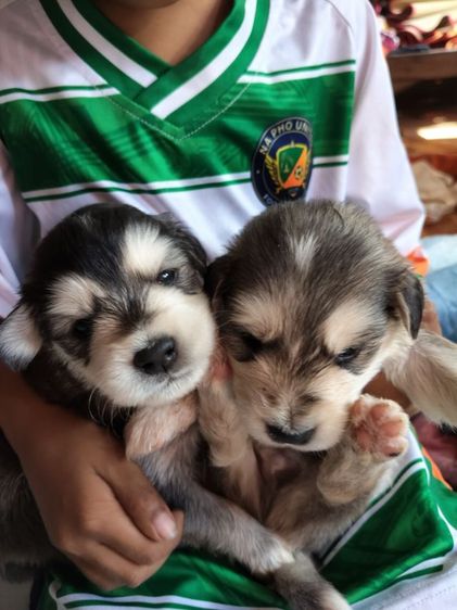 หาบ้านสุนัข รูปที่ 2