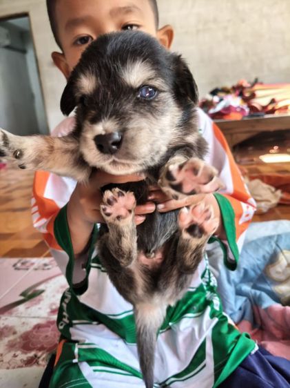 หาบ้านสุนัข รูปที่ 10