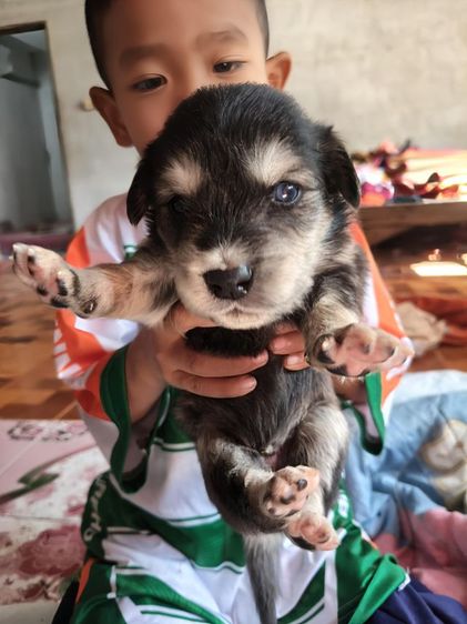 หาบ้านสุนัข รูปที่ 9