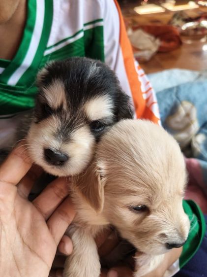 หาบ้านสุนัข รูปที่ 8