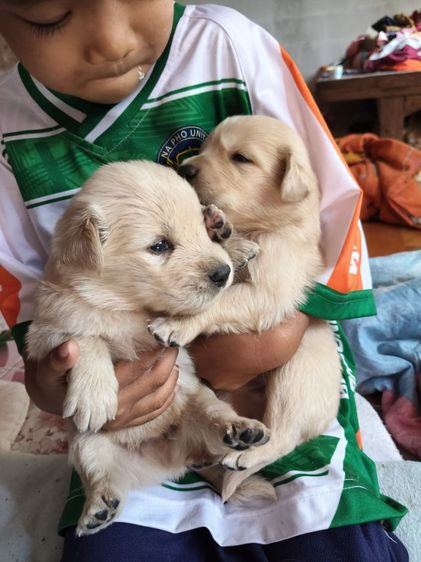 หาบ้านสุนัข รูปที่ 12