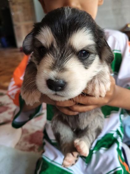 หาบ้านสุนัข รูปที่ 4