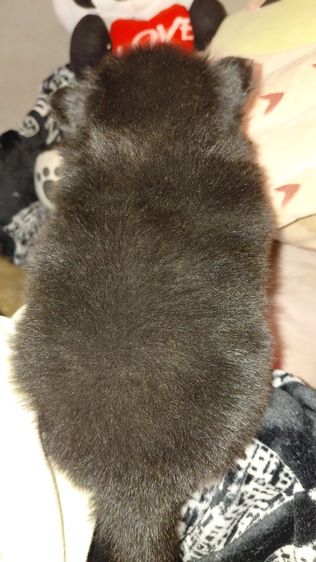 น้องปอมแท้ไซส์เล็ก รูปที่ 3