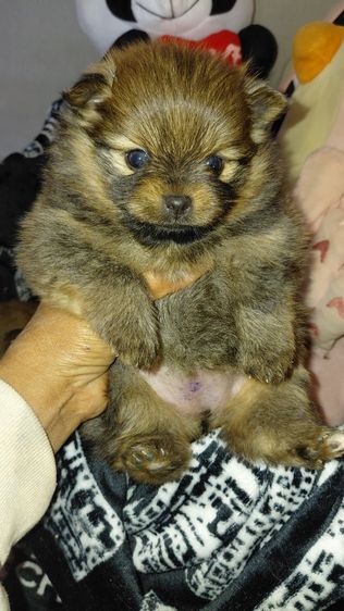 น้องปอมแท้ไซส์เล็ก รูปที่ 6