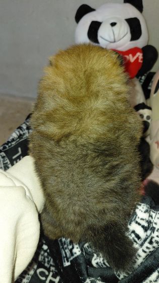 น้องปอมแท้ไซส์เล็ก รูปที่ 5