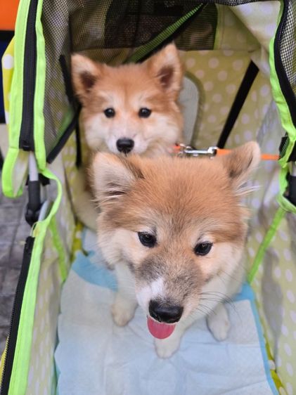 ขายลูกหมาพันธุ์ผสม พ่อชิบะแท้ แม่ซามอยแท้ น่ารักมาก (มีสองตัว) รูปที่ 4