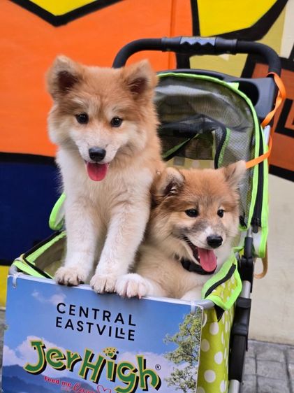 ขายลูกหมาพันธุ์ผสม พ่อชิบะแท้ แม่ซามอยแท้ น่ารักมาก (มีสองตัว) รูปที่ 2