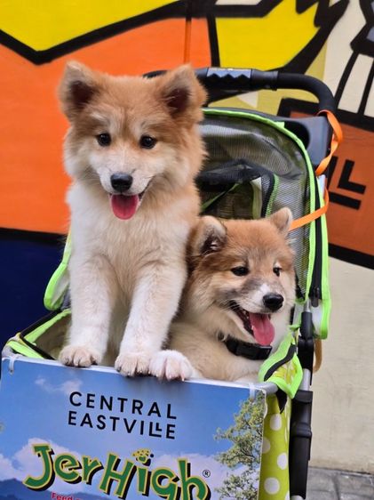 ขายลูกหมาพันธุ์ผสม พ่อชิบะแท้ แม่ซามอยแท้ น่ารักมาก (มีสองตัว) รูปที่ 3