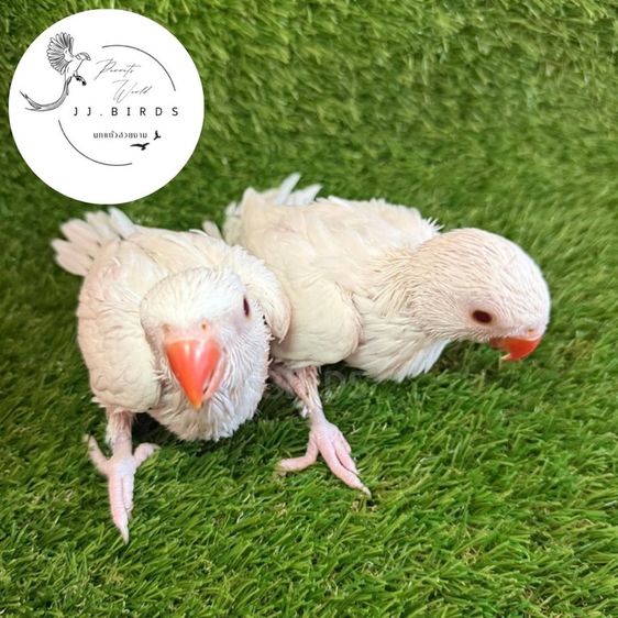 นกริงเรค