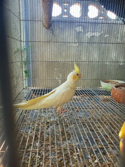 ค๊อกคาเทล รูปที่ 2