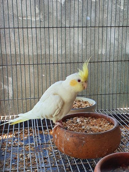 ค๊อกคาเทล