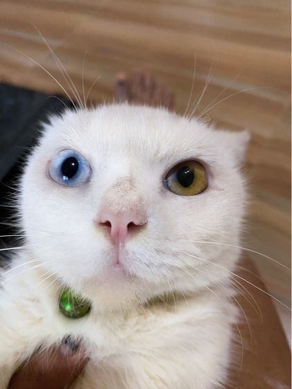 ขาวมณีตาสองสี