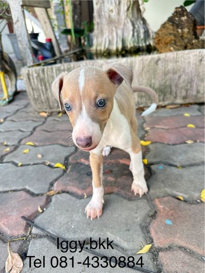 อิตาเลี่ยนเกรย์ฮาวด์  รูปที่ 3