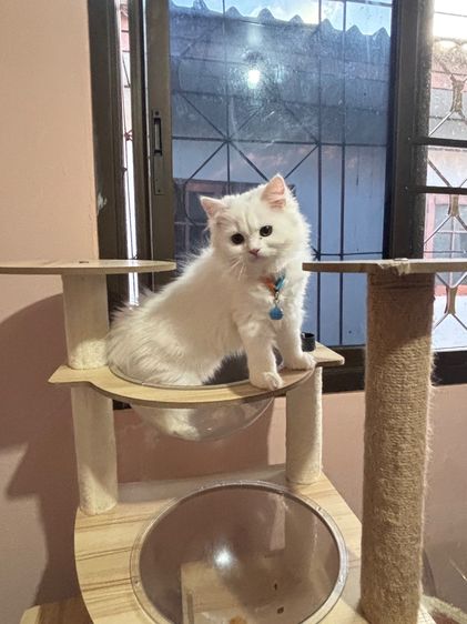 น้องแมว รูปที่ 4