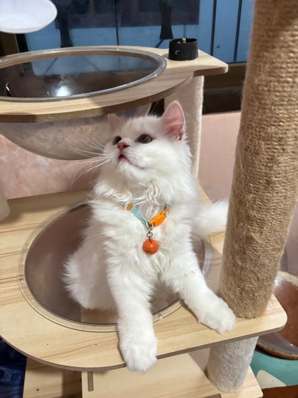 น้องแมว รูปที่ 2