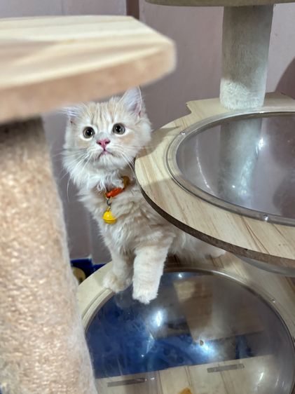 น้องแมว