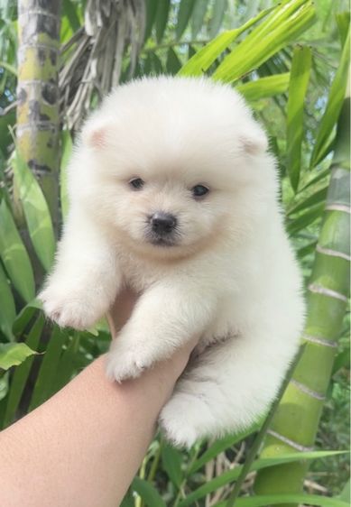 ปอมเมอเรเนียน (Pomeranian) เล็ก ปอมแท้