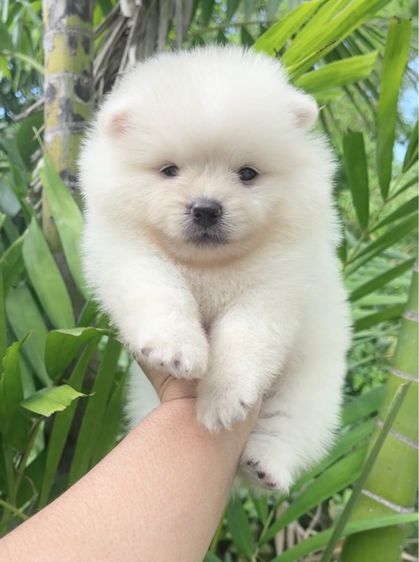 ปอมแท้ รูปที่ 2