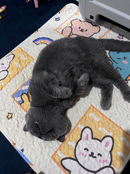 บริติช พ่อพันธุ์ รูปที่ 2