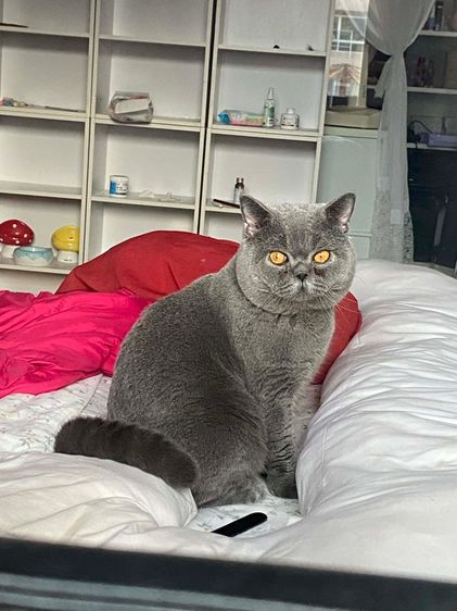 บริติช พ่อพันธุ์