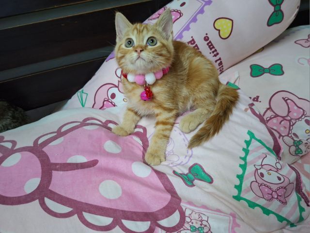 สก๊อตติช รูปที่ 3