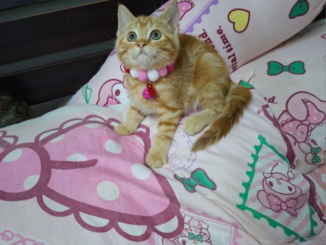 สก๊อตติช รูปที่ 2