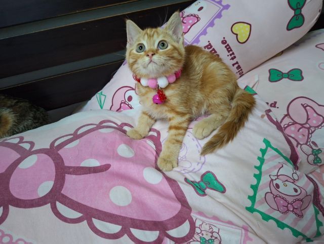 สก๊อตติช รูปที่ 4