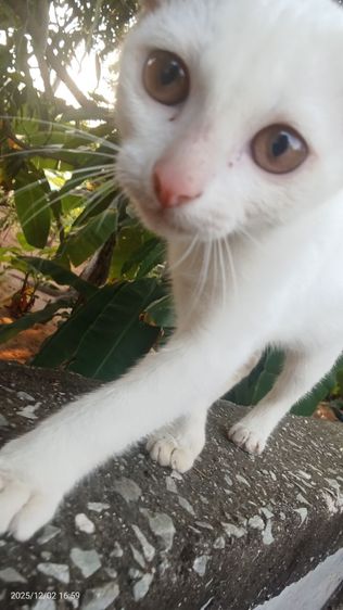 หาบ้านให้น้องแมวคะ รูปที่ 4