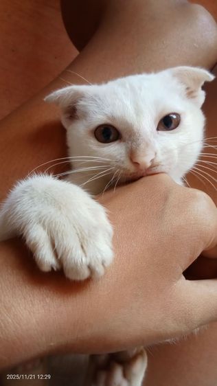 หาบ้านให้น้องแมวคะ รูปที่ 8