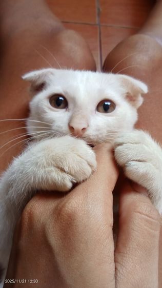 หาบ้านให้น้องแมวคะ รูปที่ 6