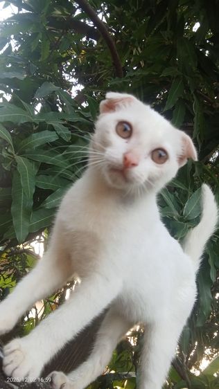 หาบ้านให้น้องแมวคะ รูปที่ 5