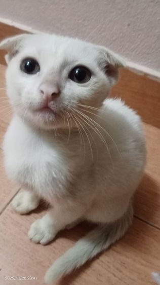 หาบ้านให้น้องแมวคะ รูปที่ 9