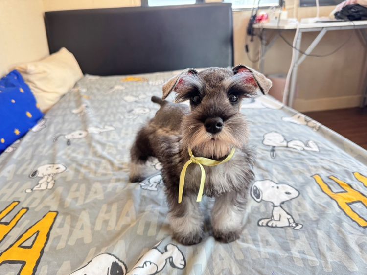 ชเนาเซอร์ (Schnauzer) เล็ก ชเนาเซอร์สีเทา เพศเมีย ขี้อ้อน น่ารักสุดๆ 0619366111