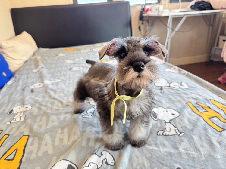 ชเนาเซอร์สีเทา เพศเมีย ขี้อ้อน น่ารักสุดๆ 0619366111 รูปที่ 3