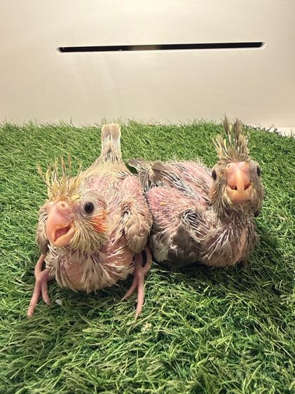 ลูกป้อนค๊อกคาเทล รูปที่ 2