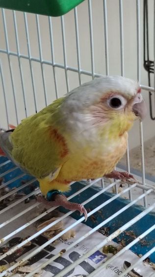 กรีนชีคเยลโล่ไซต์​ได​รูท​อดแดงเข้มเลย ป้อนเสริม เชื่องๆคับ รูปที่ 4