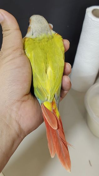 กรีนชีคเยลโล่ไซต์​ได​รูท​อดแดงเข้มเลย ป้อนเสริม เชื่องๆคับ รูปที่ 2