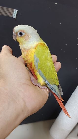 กรีนชีคเยลโล่ไซต์​ได​รูท​อดแดงเข้มเลย ป้อนเสริม เชื่องๆคับ