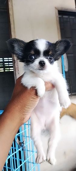 ชิวาวา (Chihuahua) เล็ก ชิวาวาขนยาว