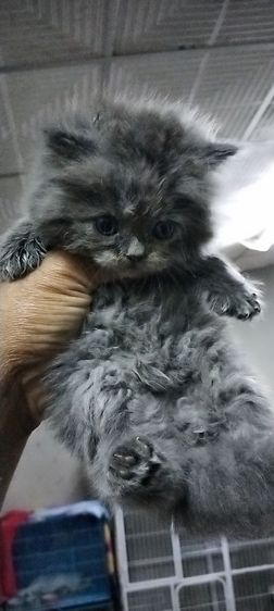 แมวเปอเซียแท้
