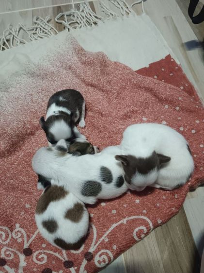 ชิวาวา (Chihuahua) เล็ก ขายสุนัขพันธ์ชิวาว่าขนสั้น
