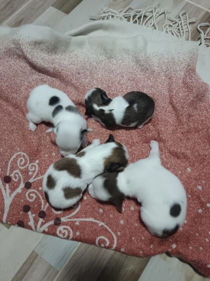 ขายสุนัขพันธ์ชิวาว่าขนสั้น รูปที่ 3