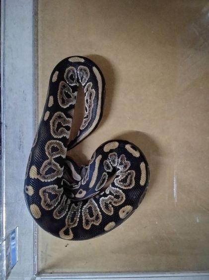 ยกคู่ รูปที่ 2