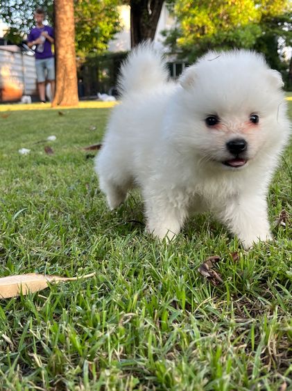 Japanese Spitz  รูปที่ 3
