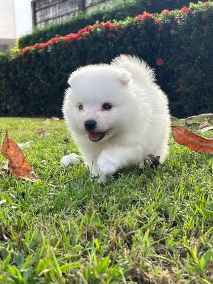 Japanese Spitz  รูปที่ 4