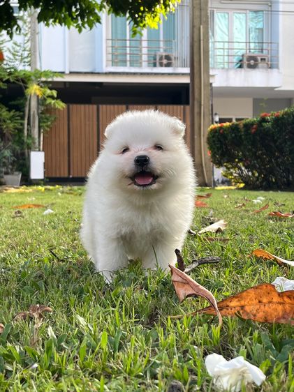 Japanese Spitz  รูปที่ 8