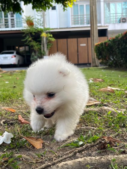 Japanese Spitz  รูปที่ 17